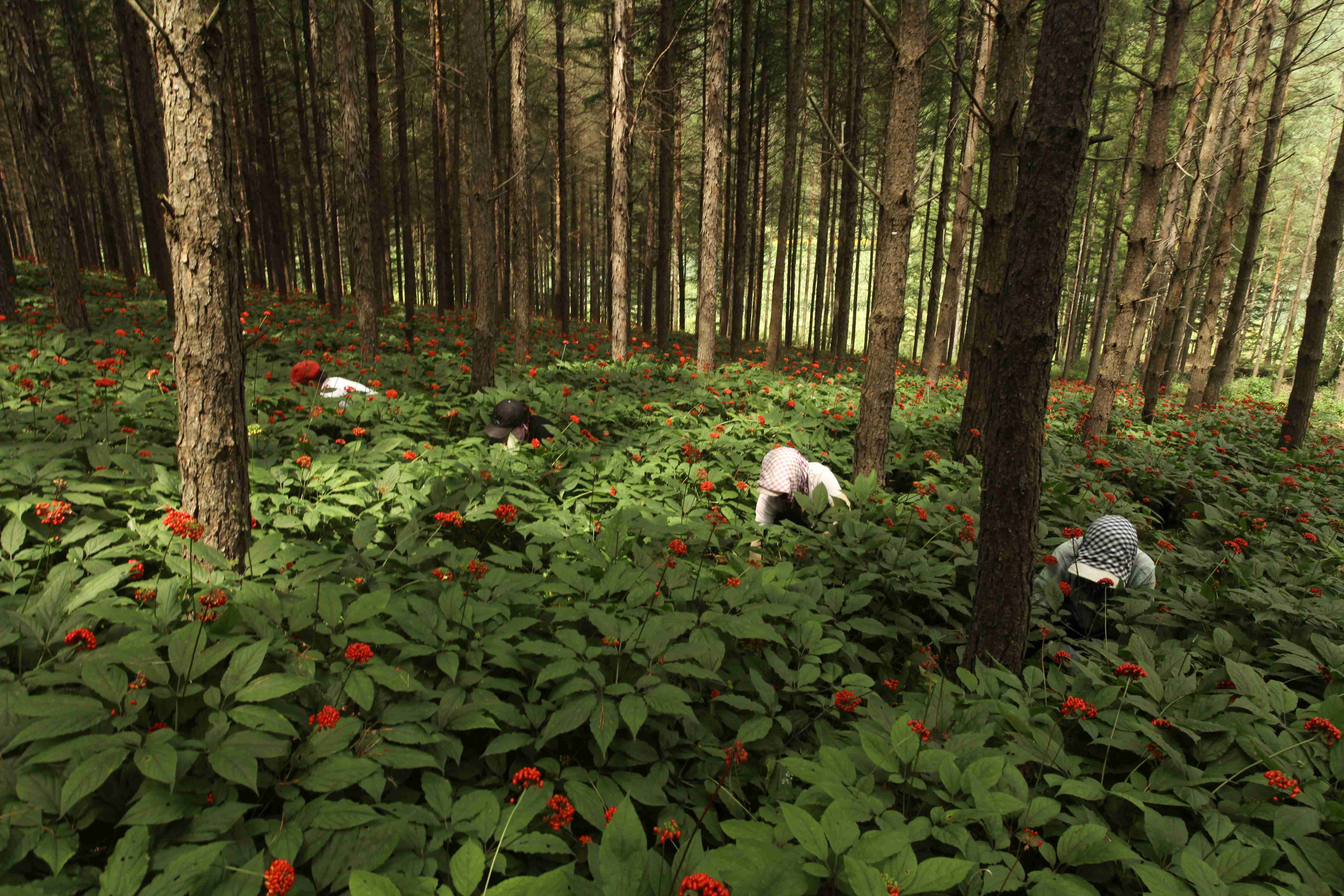 1711332244460480.jpg 參地工人忙碌圖(1).jpg